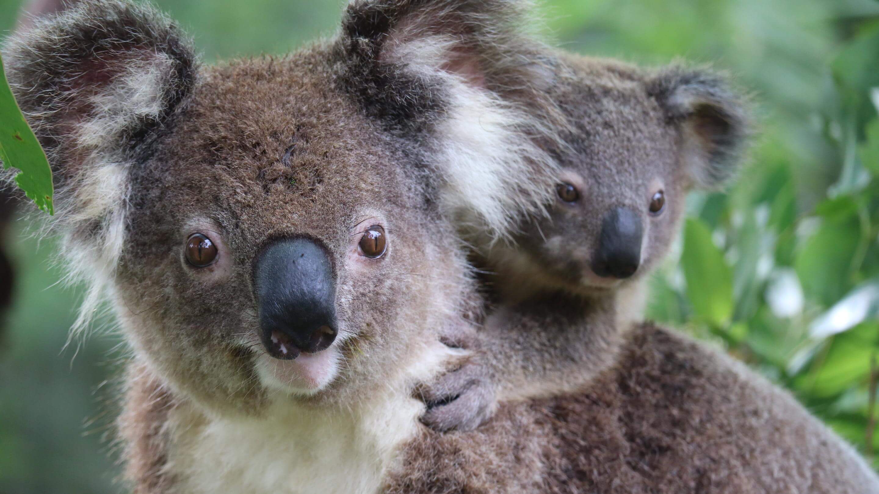 Guulabaa Mum + Joey Close-up